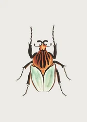 Jefe Beetle
