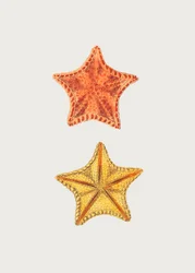 Asterias talladas