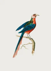 Cuco de pico curvo