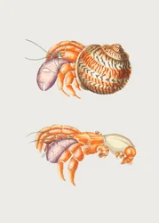 Cangrejo de Diógenes