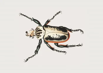 Escarabajo gigante