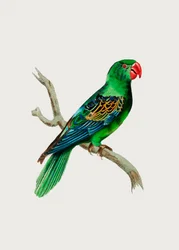 Loro de pico grande
