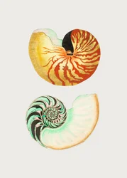 Gran Nautilus