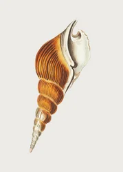 Husillo de Strombus