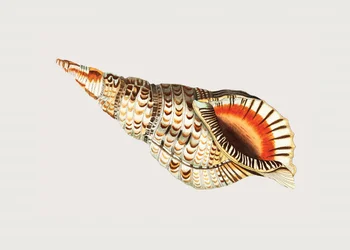 Tritoniano Murex