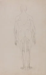 Exposición anatómica comparativa de la estructura del cuerpo humano con la de un tigre y un ave común: Figura humana, vista posterior (Estudio complementario de la Tabla XII)