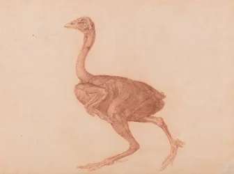 Exposición anatómica comparativa de la estructura del cuerpo humano con la de un tigre y un ave común: Gallina Dorking, vista lateral