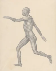 Exposición anatómica comparativa de la estructura del cuerpo humano con la de un tigre y un ave común: Figura humana, vista lateral, tras la extirpación de la piel y de las capas fasciales subyacentes (Estudio terminado para la Tabla XIII)