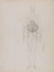 Exposición anatómica comparativa de la estructura del cuerpo humano con la de un tigre y un ave común: Figura humana, vista anterior (en gran parte en esquema)