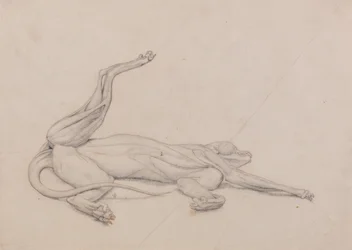 Exposición anatómica comparativa de la estructura del cuerpo humano con la de un tigre y un ave común: Tigre, yacente, visto ventralmente