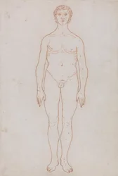 Exposición anatómica comparativa de la estructura del cuerpo humano con la del tigre y la del ave común: Estudio de la figura humana, vista anterior (Esquema de la tabla VI)