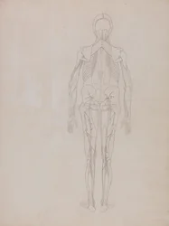 Exposición anatómica comparativa de la estructura del cuerpo humano con la de un tigre y un ave común: Figura humana, vista posterior (Esquema de la figura clave de una lámina inédita)