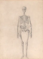 Exposición anatómica comparativa de la estructura del cuerpo humano con la del tigre y la del ave común: Esqueleto Humano, Vista Anterior (Estudio Finalizado para la Tabla I)