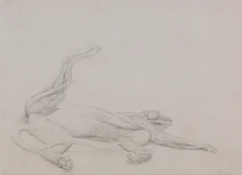 Exposición anatómica comparativa de la estructura del cuerpo humano con la de un tigre y un ave común:  Cuerpo de tigre, yacente, visto ventralmente