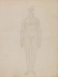 Exposición Anatómica Comparativa de la Estructura del Cuerpo Humano con la de un Tigre y un Ave Común: Estudio de la Figura Humana, Vista Anterior (Probablemente relacionado con la Tabla XI)