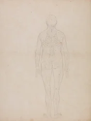 Exposición anatómica comparativa de la estructura del cuerpo humano con la de un tigre y un ave común: Figura humana, vista posterior