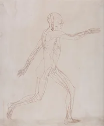 Exposición anatómica comparativa de la estructura del cuerpo humano con la de un tigre y un ave común: Figura Humana, Vista Lateral (Preparada para su traslado a la lámina de la figura clave de la Tabla XIII)