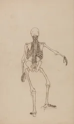 Exposición anatómica comparativa de la estructura del cuerpo humano con la del tigre y la del ave común: Esqueleto humano, vista posterior