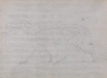 Exposición anatómica comparativa de la estructura del cuerpo humano con la del tigre y la del ave común: Cuerpo del tigre, vista lateral