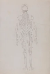 Exposición anatómica comparativa de la estructura del cuerpo humano con la de un tigre y un ave común: Figura humana, vista posterior (Dibujo esquemático de una figura clave que muestra la fase final de la disección)