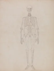 Exposición anatómica comparativa de la estructura del cuerpo humano con la del tigre y la del ave común:  Figura humana, vista anterior (Esquema)