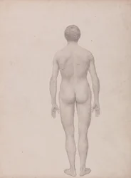 Exposición Anatómica Comparativa de la Estructura del Cuerpo Humano con la de un Tigre y un Ave Común: Figura humana, vista posterior, sin diseccionar (estudio terminado para el cuadro VII)