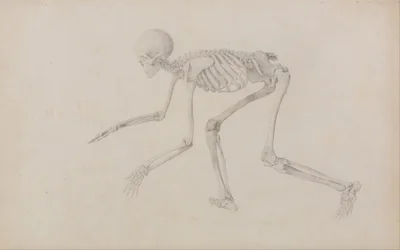 Exposición anatómica comparativa de la estructura del cuerpo humano con la de un tigre y un ave común: Esqueleto humano, vista lateral (en postura reptante; estudio terminado para un cuadro inédito)