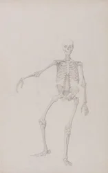 Exposición anatómica comparativa de la estructura del cuerpo humano con la de un tigre y un ave común: Esqueleto humano, vista anterior (brazo derecho extendido; estudio terminado para tabla inédita)