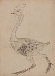 Exposición anatómica comparativa de la estructura del cuerpo humano con la del tigre y la del ave común:  Cuerpo de ave, vista lateral (Estudio para la figura clave de la Tabla X)