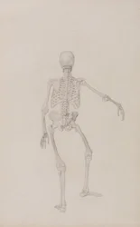 Exposición anatómica comparativa de la estructura del cuerpo humano con la de un tigre y un ave común: Esqueleto humano, vista posterior (brazo derecho extendido; estudio terminado para una tabla inédita)