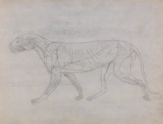 Exposición anatómica comparativa de la estructura del cuerpo humano con la del tigre y la del ave común: Cuerpo del tigre, vista lateral
