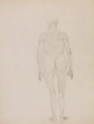 Exposición anatómica comparativa de la estructura del cuerpo humano con la del tigre y la del ave común: Figura humana, vista posterior (Esquema de la figura clave de la Tabla XII)