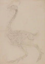 Exposición anatómica comparativa de la estructura del cuerpo humano con la del tigre y la del ave común:  Esqueleto de ave, vista lateral