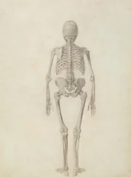 Una exposición anatómica comparativa de la estructura del cuerpo humano con la de un tigre y una gallina común: Esqueleto humano, vista posterior