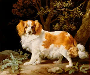 Un Spaniel King Charles blanco y marrón en un paisaje boscoso