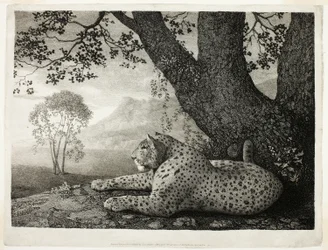 Un tigre (Un leopardo recostado junto a un árbol)