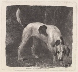 Perro (Un Sabueso en el Rastro) grabado por el artista, pub. 1788