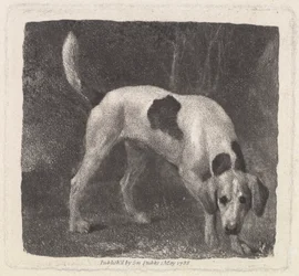 Perro [Un Foxhound en el Olfato]
