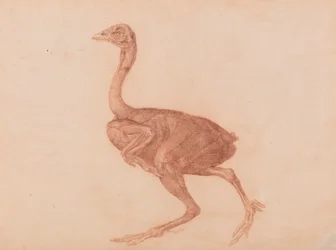 Gallina de Dorking, vista lateral