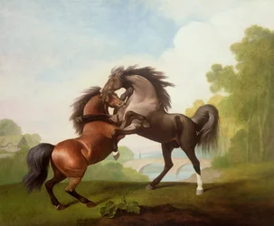 Caballos peleando