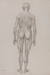 Figura humana, vista posterior (casi idéntico al dibujo acabado para el cuadro XII)