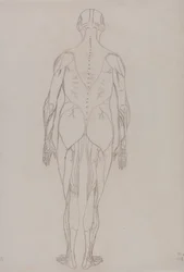 Figura humana, vista posterior (Esquema de la figura clave de la Tabla XII)