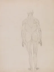 Figura humana, vista posterior (Esquema de la figura clave de la Tabla XII)