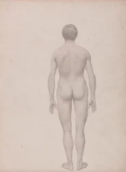 Figura humana, vista posterior, sin diseccionar (estudio terminado para el cuadro VII)