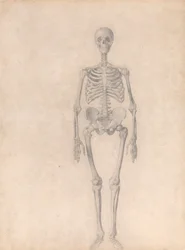 Esqueleto humano, vista anterior (estudio terminado para la tabla I)