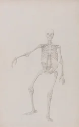 Esqueleto humano, vista anterior (brazo derecho extendido; estudio terminado para cuadro inédito)