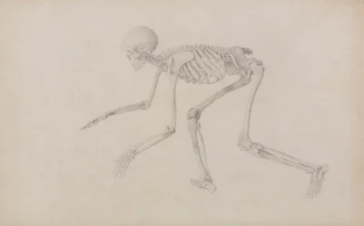 Esqueleto humano, vista lateral (en postura de gateo; estudio terminado para un cuadro inédito)
