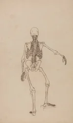Esqueleto humano, vista posterior