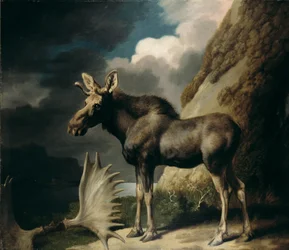 Alce, 1770