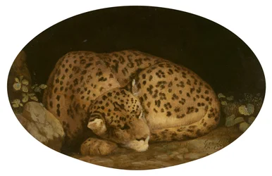 Leopardo dormido